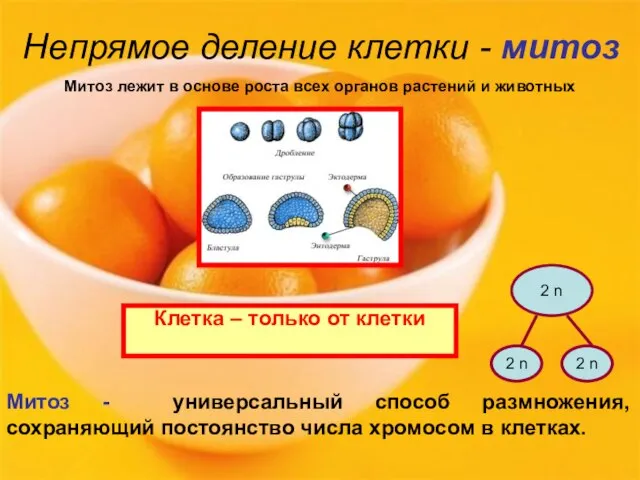 Непрямое деление клетки - митоз Клетка – только от клетки Митоз