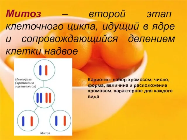 Митоз – второй этап клеточного цикла, идущий в ядре и сопровождающийся