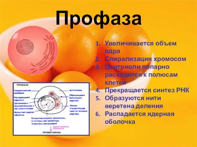 Профаза Увеличивается объем ядра Спирализация хромосом Центриоли попарно расходятся к полюсам