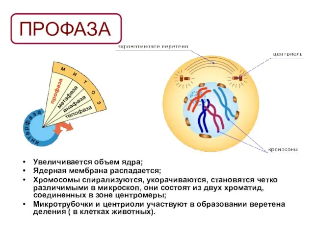 ПРОФАЗА Увеличивается объем ядра; Ядерная мембрана распадается; Хромосомы спирализуются, укорачиваются, становятся