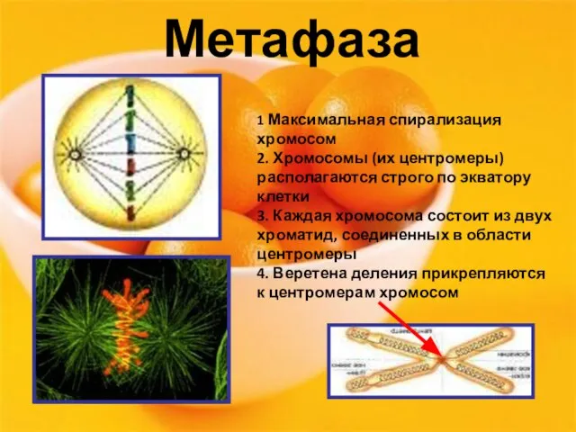 Метафаза 1 Максимальная спирализация хромосом 2. Хромосомы (их центромеры) располагаются строго