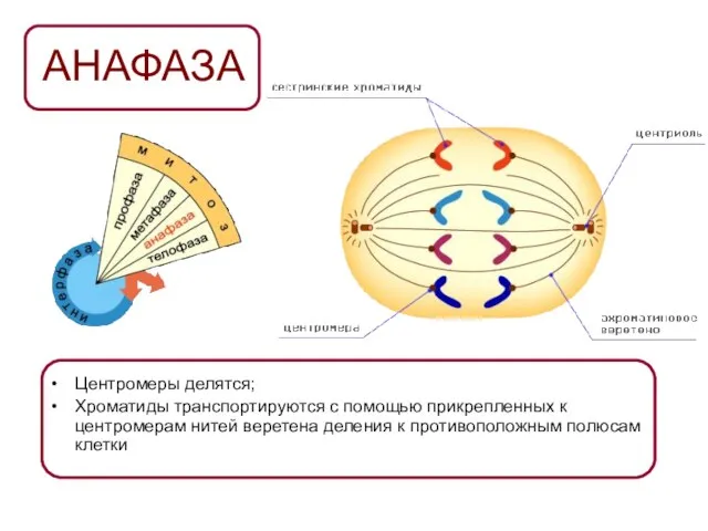 АНАФАЗА Центромеры делятся; Хроматиды транспортируются с помощью прикрепленных к центромерам нитей