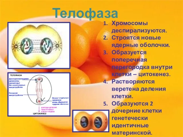 Телофаза Хромосомы деспирализуются. Строятся новые ядерные оболочки. Образуется поперечная перегородка внутри