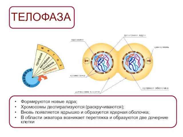 ТЕЛОФАЗА Формируются новые ядра; Хромосомы деспирализуются (раскручиваются); Вновь появляется ядрышко и