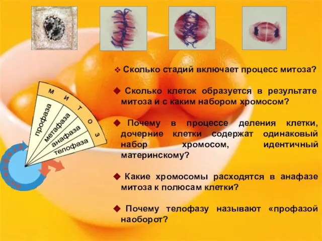 Сколько стадий включает процесс митоза? Сколько клеток образуется в результате митоза