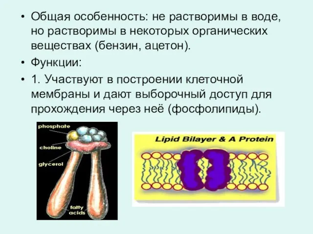 Общая особенность: не растворимы в воде, но растворимы в некоторых органических