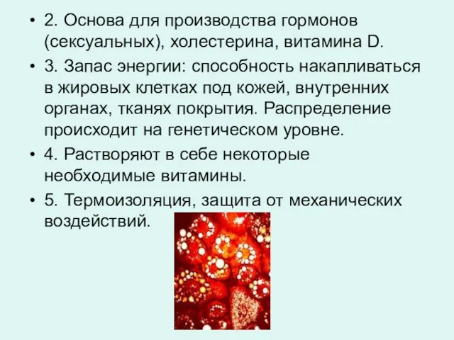 2. Основа для производства гормонов (сексуальных), холестерина, витамина D. 3. Запас