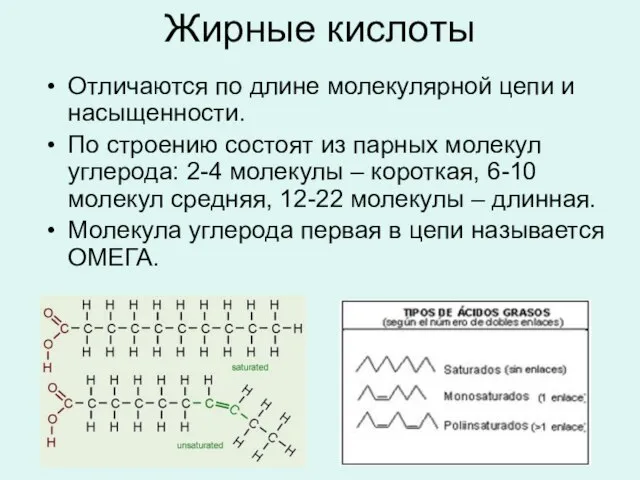 Жирные кислоты Отличаются по длине молекулярной цепи и насыщенности. По строению