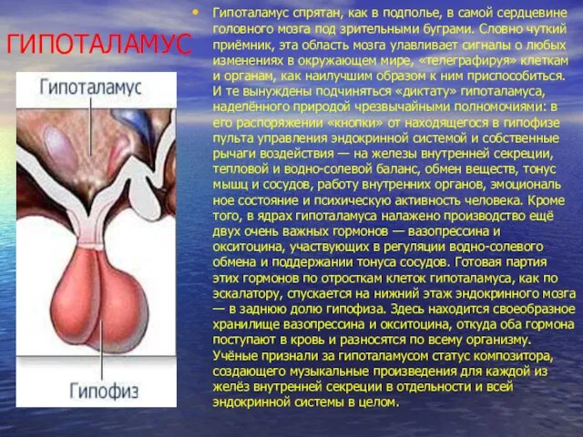 ГИПОТАЛАМУС Гипоталамус спрятан, как в подполье, в самой сердцевине головного мозга