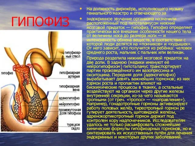 ГИПОФИЗ На должность дирижёра, исполняющего музыку гениального маэстро и отвечающего за
