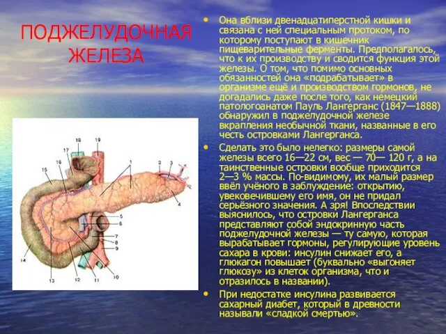 ПОДЖЕЛУДОЧНАЯ ЖЕЛЕЗА Она вблизи двенадцатиперстной кишки и связана с ней специальным