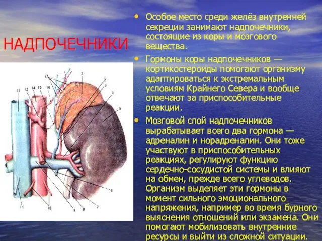 НАДПОЧЕЧНИКИ Особое место среди желёз внут­ренней секреции занимают надпочечники, состоящие из