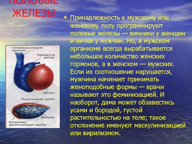 ПОЛОВЫЕ ЖЕЛЕЗЫ Принадлежность к мужскому или женскому полу программируют половые железы