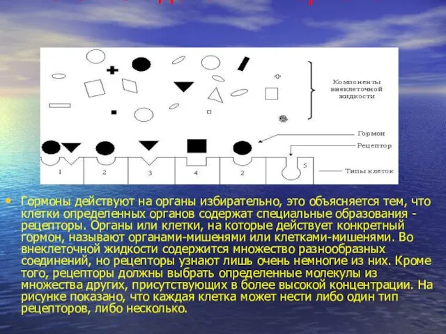 Механизм действия гормонов Гормоны действуют на органы избирательно, это объясняется тем,