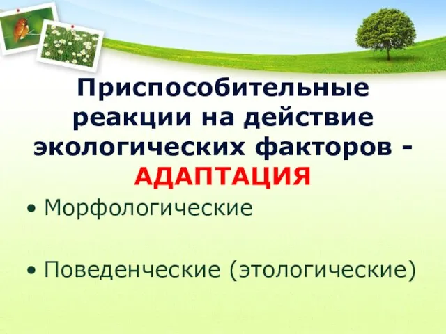 Приспособительные реакции на действие экологических факторов - АДАПТАЦИЯ Морфологические Поведенческие (этологические)