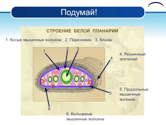 Подумай! 1 2 3 4 5 6 1. Косые мышечные волокна