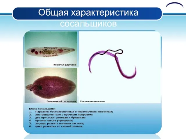 Общая характеристика сосальщиков