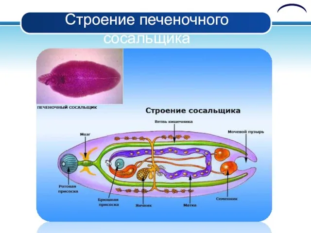 Строение печеночного сосальщика