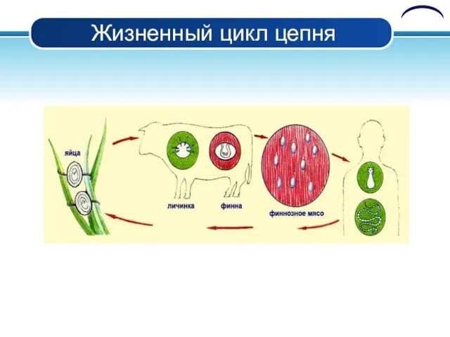 Жизненный цикл цепня