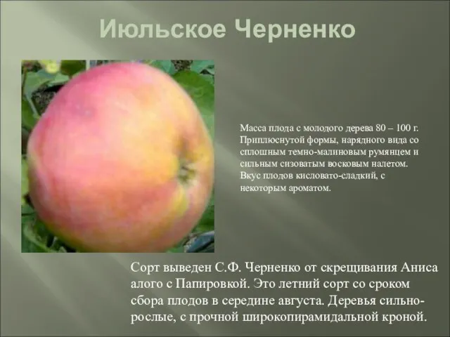 Июльское Черненко Сорт выведен С.Ф. Черненко от скрещивания Аниса алого с