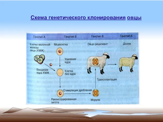 Схема генетического клонирования овцы