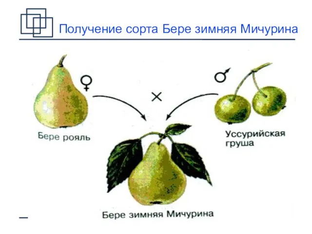 Получение сорта Бере зимняя Мичурина