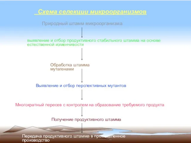 Схема селекции микроорганизмов Природный штамм микроорганизма выявление и отбор продуктивного стабильного
