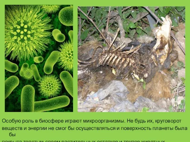 Особую роль в биосфере играют микроорганизмы. Не будь их, круговорот веществ