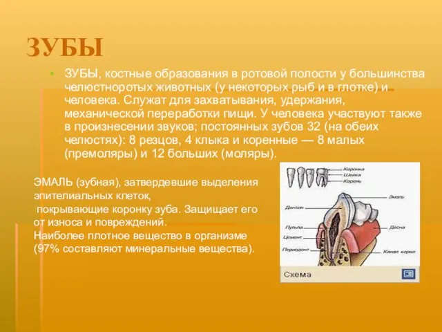 ЗУБЫ ЗУБЫ, костные образования в ротовой полости у большинства челюстноротых животных