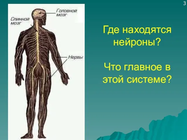 Где находятся нейроны? Что главное в этой системе? 3