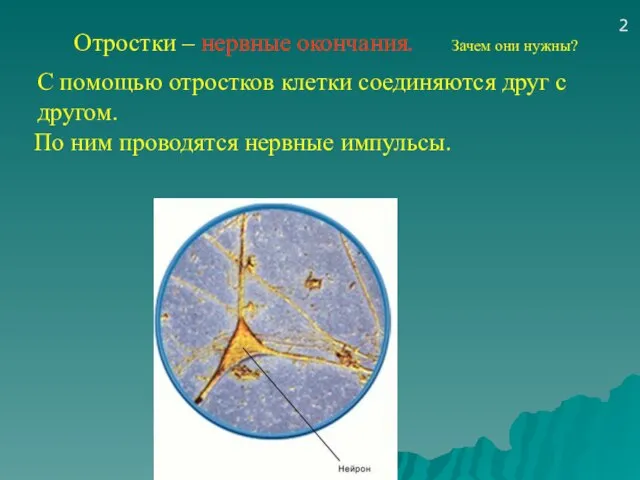 Отростки – нервные окончания. Зачем они нужны? 2 С помощью отростков