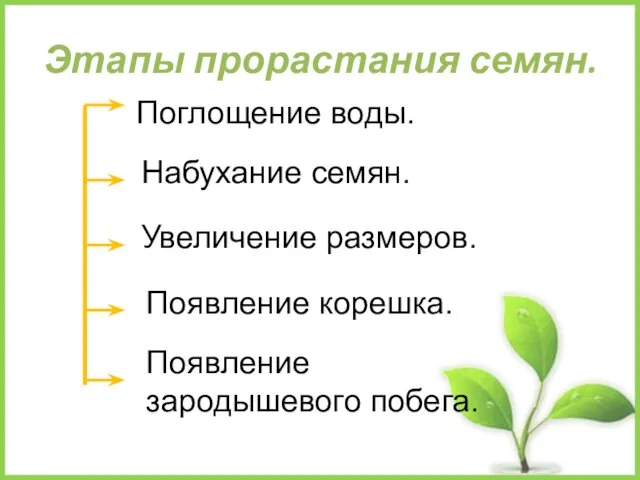 Этапы прорастания семян. Поглощение воды. Набухание семян. Увеличение размеров. Появление корешка. Появление зародышевого побега.