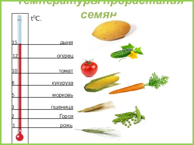 Температуры прорастания семян. 2 Горох 1 рожь 3 пшеница 5 морковь