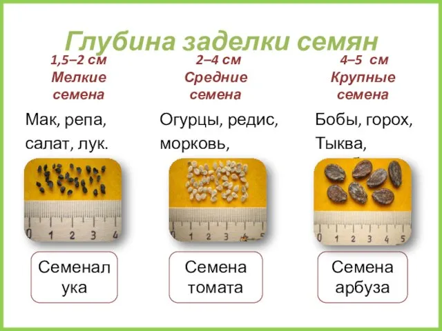 Глубина заделки семян 1,5–2 см Мелкие семена Мак, репа, салат, лук.