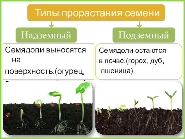 Семядоли выносятся на поверхность.(огурец, лук, капуста, фасоль). Типы прорастания семени Подземный