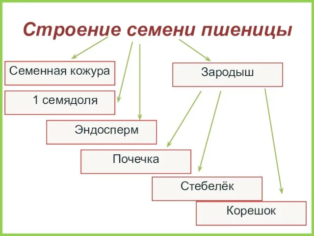 Семенная кожура Строение семени пшеницы Корешок Стебелёк Зародыш Почечка Эндосперм 1 семядоля