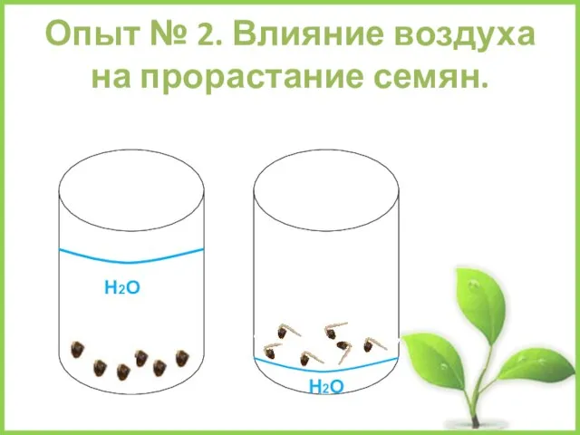 Опыт № 2. Влияние воздуха на прорастание семян. Н2О Н2О