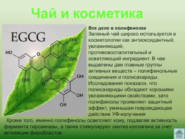 Все дело в полифенолах Зеленый чай широко используется в косметологии как