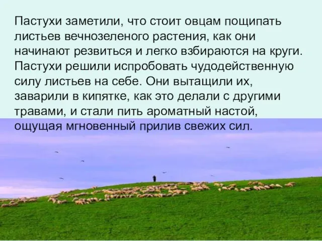 Пастухи заметили, что стоит овцам пощипать листьев вечнозеленого растения, как они