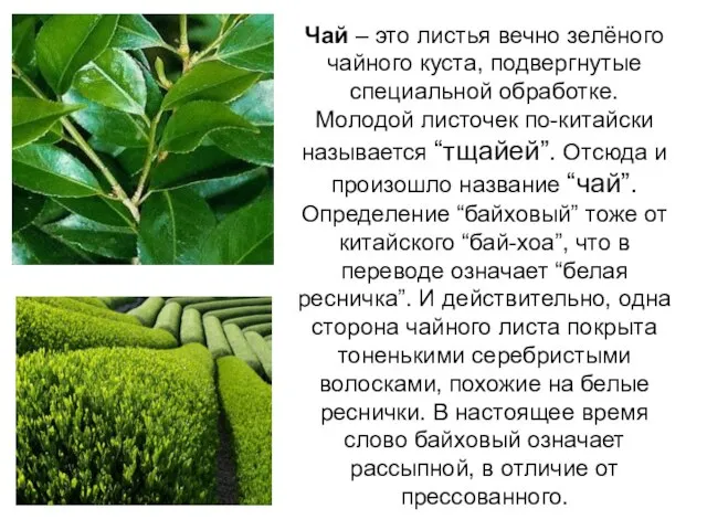 Чай – это листья вечно зелёного чайного куста, подвергнутые специальной обработке.