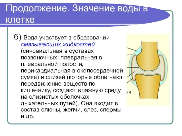 Продолжение. Значение воды в клетке б) Вода участвует в образовании смазывающих