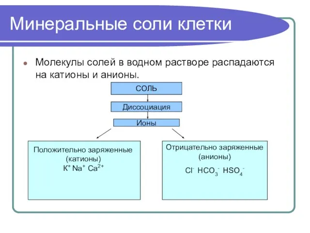 Минеральные соли клетки Молекулы солей в водном растворе распадаются на катионы