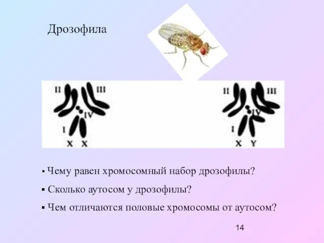 Дрозофила Чему равен хромосомный набор дрозофилы? Сколько аутосом у дрозофилы? Чем отличаются половые хромосомы от аутосом?