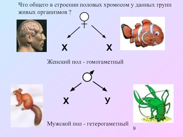 Х Х Что общего в строении половых хромосом у данных групп