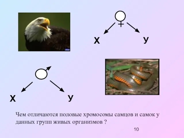 Х У Х У Чем отличаются половые хромосомы самцов и самок