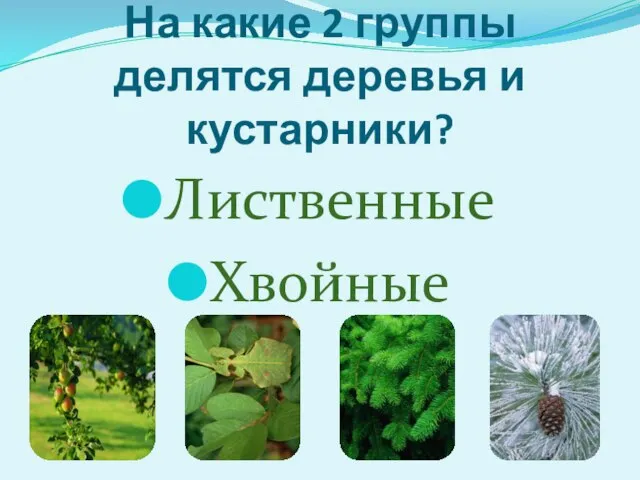 На какие 2 группы делятся деревья и кустарники? Лиственные Хвойные