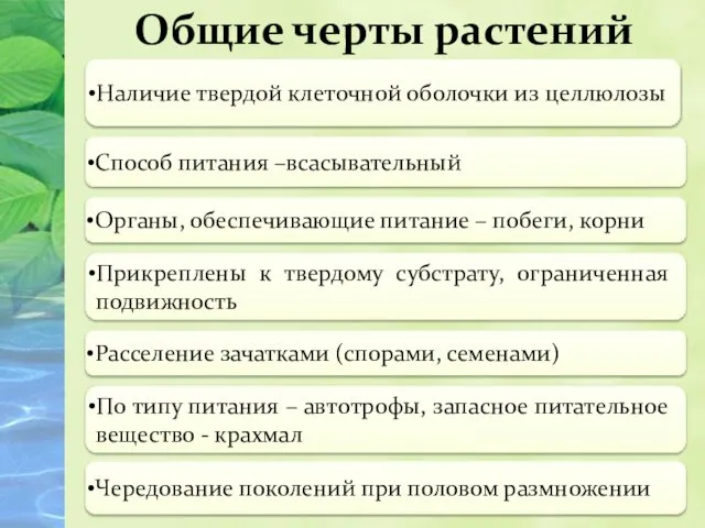 Общие черты растений Наличие твердой клеточной оболочки из целлюлозы Способ питания