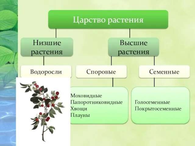 Царство растения Низшие растения Высшие растения Водоросли Споровые Семенные Моховидные Папоротниковидные Хвощи Плауны Голосеменные Покрытосеменные