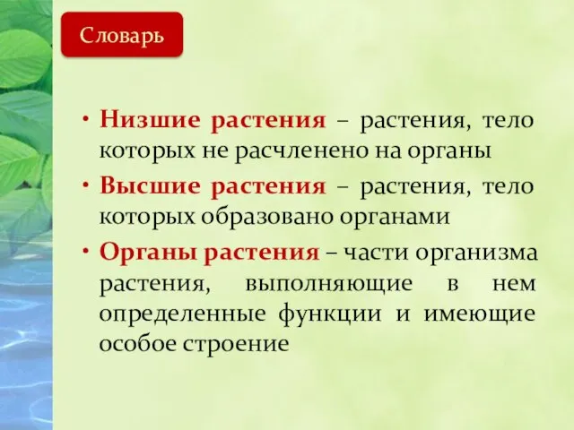 Низшие растения – растения, тело которых не расчленено на органы Высшие