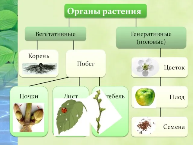 Органы растения Вегетативные Генеративные (половые) Корень Побег Лист Стебель Цветок Плод Семена Почки